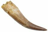 Fossil Plesiosaur (Zarafasaura) Tooth - Morocco #370494-1
